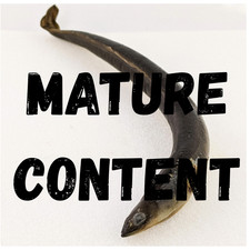 American Eel 14+"  Wet Specimen Nautical collectible display oddity curious gift