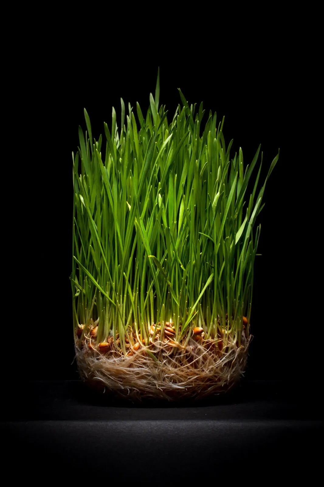 Cat Grass Seeds choose: | Rye Oat Barley Wheat Blend seeds | Free Shipping!