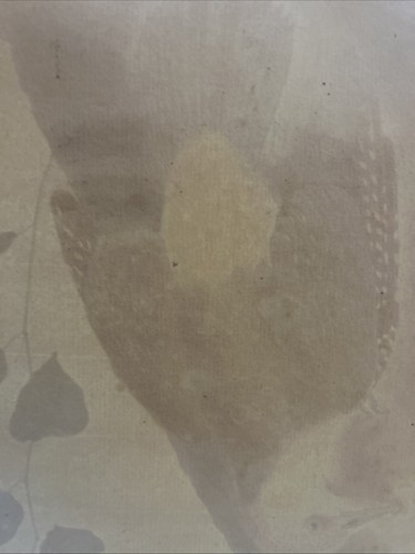 Ornithologie; Specht: Francois Nicholas Martinet "Le Pic Verd" um 1770 - Bild 8 von 8