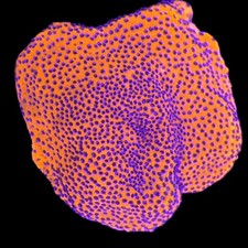 WYSIWYG - Mystic Sunset Montipora - Live Coral