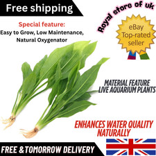 2X Large Echinodorus Bleheri Amazon Sword Live Aquarium Plants Tropical Freshwat