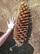 10 Giant Sugar Pine Tree Seeds for Planting Produces Largest Pine Cones on Earth