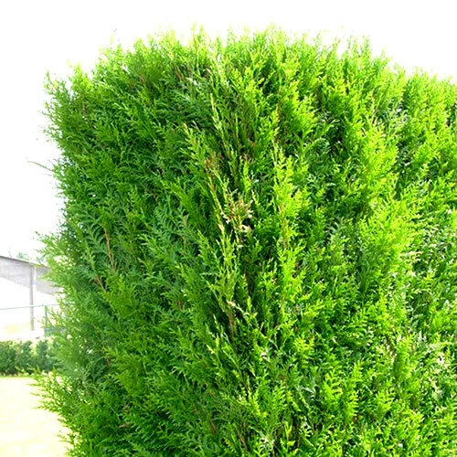 Thuja Shrubs, Bushes & Hedges for sale | eBay UK