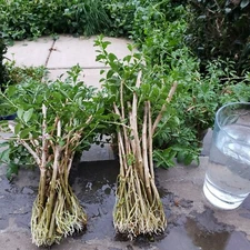 10 Rooted GOJI BERRY PLANT CUTTINGS Ready to Plant WOLFBERRY 枸杞 Perennial plant