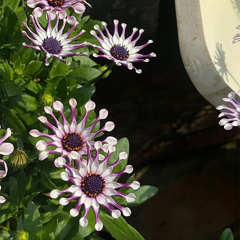 47.デイジー＊さやたぐ 200Pcs Mix Daisy Osteospermum Seeds Cool Flowers Rare | eBay