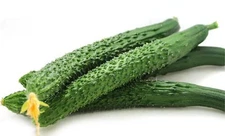 50+ Cucumber Seeds -- Tianjin Tender Spiky ---- Long -- Burpless -- Hybrid