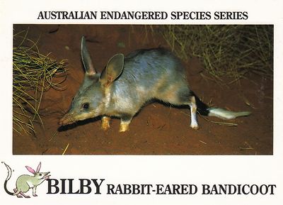 Ansichtskarte aus Australien: Bilby - der Nasenbeutler