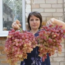 kernlose Weinrebe Weintraube  Tafeltraube "Weles"