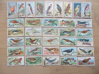 OGDEN'S BIRDS JOB LOT