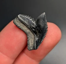 Gorgeous Serrated Tiger Shark Tooth North Carolina Quality Fossil