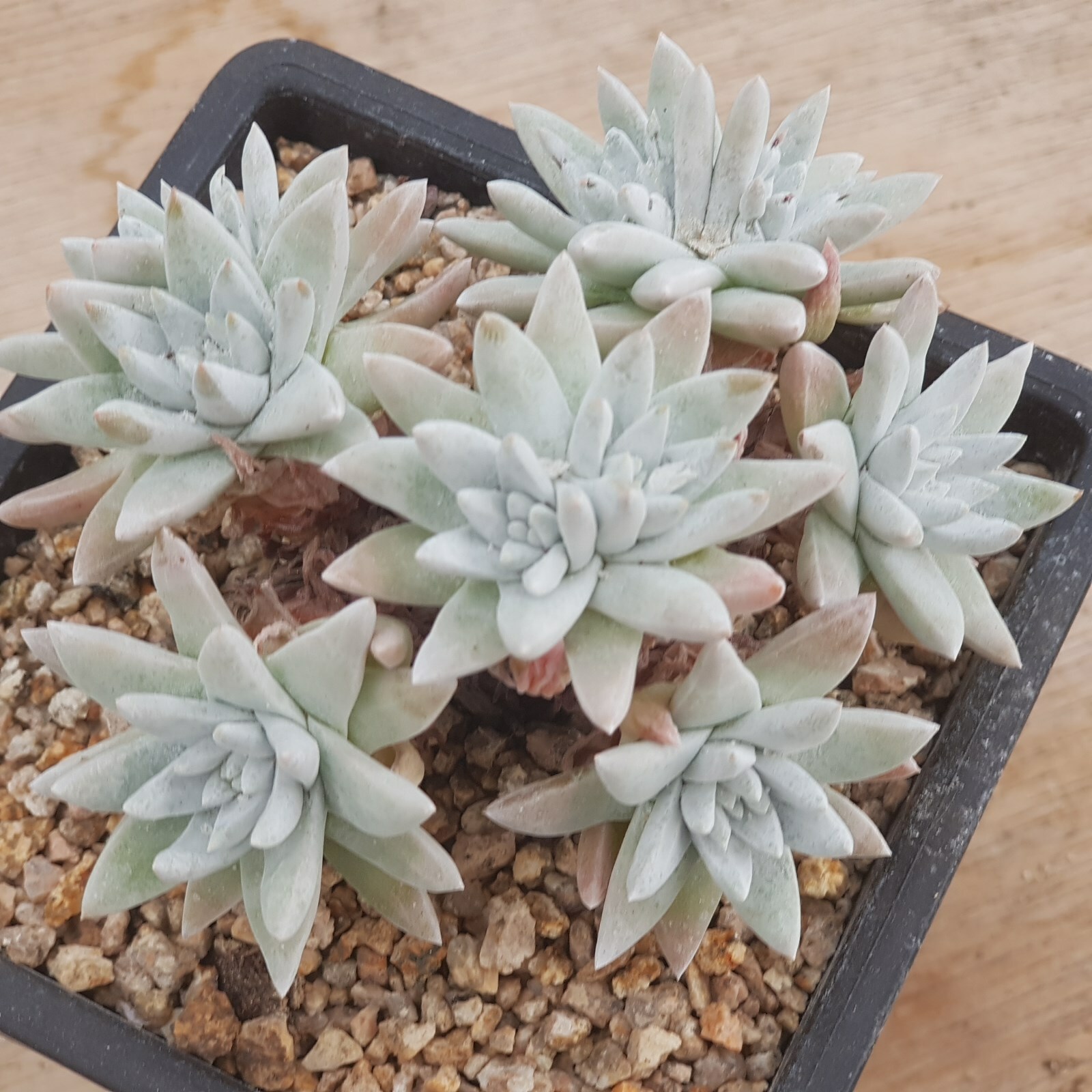 0705-22 vivir suculentas y cactus Dudleya verdeii blancoo 0705-22 vivir suculentas y cactus Dudleya verdeii blancoo
