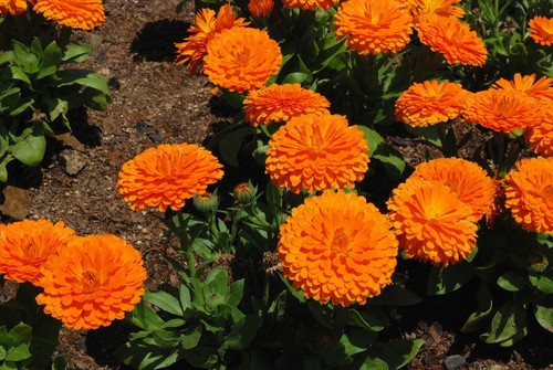 Caléndula en maceta - Calendula officinalis - 20+ semillas - granos - semillas - Ed 008 - Imagen 3 de 3