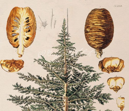 Christmas Pine Cones and Cedar Tree Evergreen Trees Poster Print Christmas Decor - Picture 2 of 4