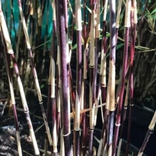 50 Purple Bamboo Seeds Privacy Plant Garden Clumping Shade Screen US SELLER