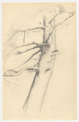 Attrib. John Cluysenaar (1899-1986) - Graphite Drawing, Study of a Tree