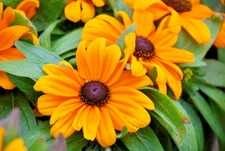 100 DWARF MARMALADE BLACK EYED SUSAN SEEDS | SALE FREE SHIPPING NON GMO HEIRLOOM