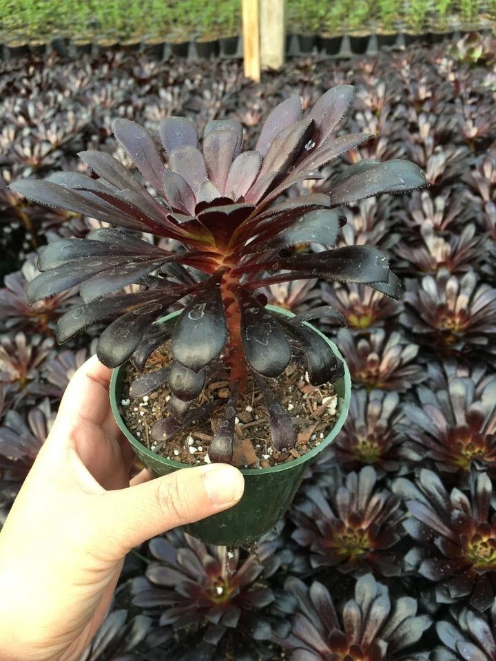 Blackrose succulent - Image 4 of 4