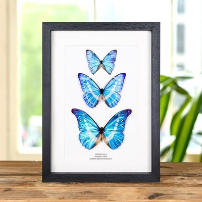 Morpho Butterfly Trio In Box Frame (Morpho aega, cypris & rhetenor helena)