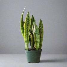 Sansevieria  Laurentii   Variegated Snake Plant
