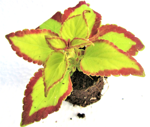 Buntnessel Velvet Coleus Steckling mit Erdballen für Zimmer Kübel Balkon Beet D. - Bild 2 von 3
