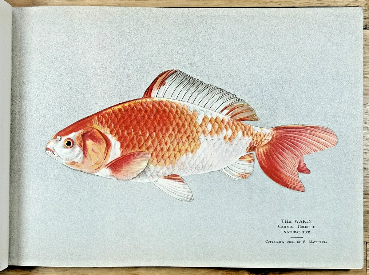 Outdoor & Nature Antiquarian & Collectible Books in Japanese for