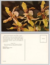 Blaschka Glass Orchid Model Postcard Harvard Botanical Museum Odontoglossum
