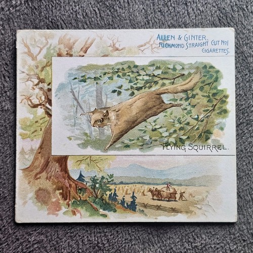 1888 N41 ALLEN & GINTER QUADRUPEDS " Flying squirrel " 123 - Picture 1 of 2