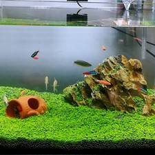 Aquarium Aquatic Seed Water Grass Aquarium Plant Seed Water Grass Decor Garden