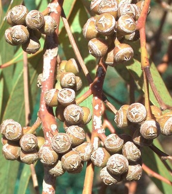 Eucalyptus × trabutii 20-30cm | Hybrid gum tree | Trabut's eucalyptus - Hybrid g