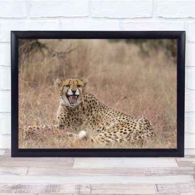 Emotion South Africa Leopard Roar Laying Down Nature Wall Art Print