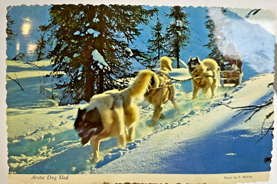 Vintage Arctic Dog Sled Native Means of Travel Land of the Midnight Sun 