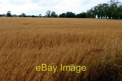 Foto 6x4 gereiftes Kornfeld in Brownstown Co. Dublin. Doorge Same Fiel c2008