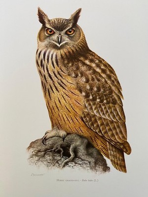 Vintage Eagle Owl Print, 1960s Ornithology Lithograph