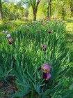 2 Dark Purple Tall Bearded Iris Rhizome ~ Bulb ~ Reblooming Rhizomes