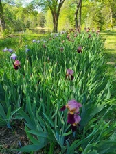 2 Dark Purple Tall Bearded Iris Rhizome ~ Bulb ~ Reblooming Rhizomes 