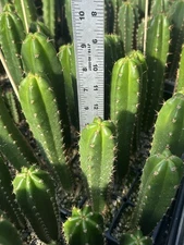 Echinopsis “Pacific X TPM” Cactus Seedlings