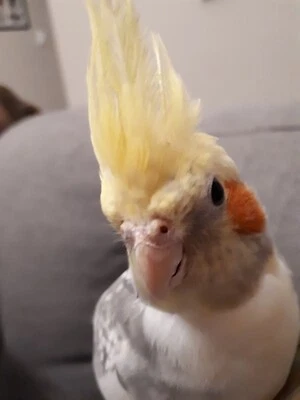 cockatiel for sale ebay
