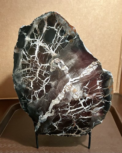 Agatized Petrified Wood, (17Lb 3oz). 10 1/4” X 8 1/4”
