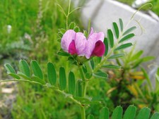 GRUBA WĄSKOLISTNA - VICIA ANGUSTIFOLIA 10+ NASION E 449