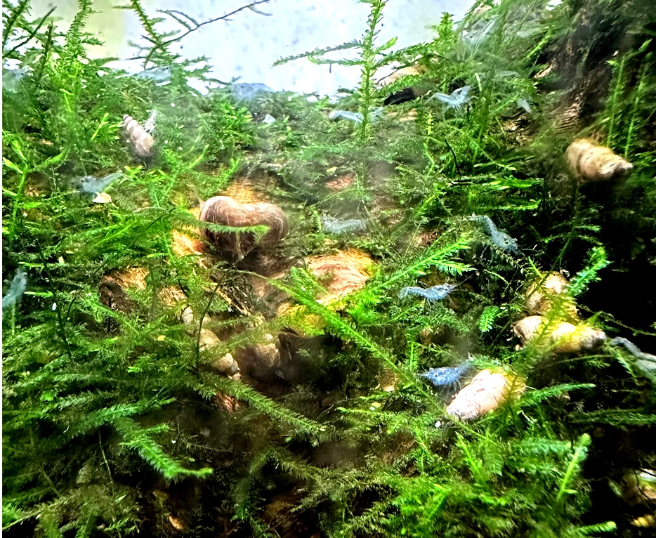 10 + 2-extra ALTO GRADO Brazos Azul Enano Cangrejo Joven Juvi (Raza Azul Personalizada) Foto 2 de 4