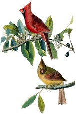 Cardinal Grosbeak J. Audubon Tile Mural Kitchen Wall Backsplash Marble Ceramic