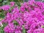 2000 SEEDS - catchfly BLOOMS IN 6 WEEKS pink GroCo USA - BUY 15=SHIPS FREE