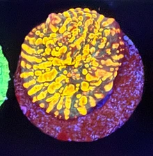 Live Coral Sps Chalice