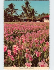 Postcard Vanda Orchids Hawaii