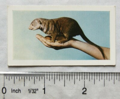 1960 Hornimans Teekarte Haustiere Nr. 11 Mungos