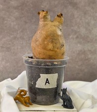 SO CHUNKY!!! Cyphostemma Uter var. Macropus (Angola) - Succulent not Pachypodium