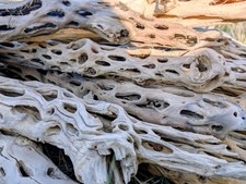 Vuka Holz 75 - 80 cm Cholla Wood Deko Holz Aquarium Garnelen Höhle Terrarium