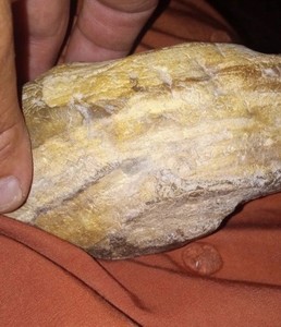 Fossilized fresh water muscle, Giant. Will continue to appreciate in value.