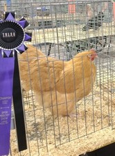 10 Fertile Chicken Hatching Eggs EXHIBITION QUALITY BUFF ORPINGTON 