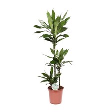 Dracaena Janet Lind - Ø24cm - ↕130 cm | pflegeleicht mit glänzenden Blättern